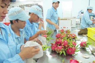 Nông sản Việt Nam vươn xa thế giới: Thương hiệu dần được khẳng định