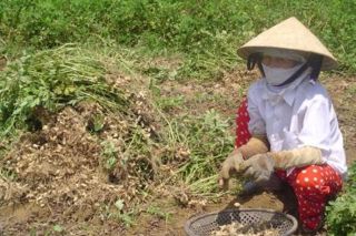 Hà Tĩnh: Nhổ lạc giữa nắng nóng đỉnh điểm, một người tử vong do sốc nhiệt