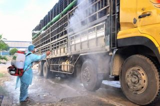 Quảng Nam: Phát hiện xe tải chở đàn heo nhiễm dịch tả lợn Châu Phi