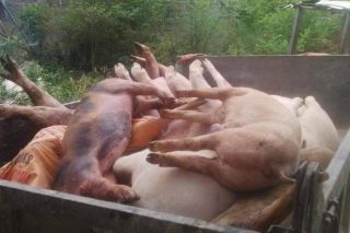 Quảng Bình: Ghi nhận ổ dịch tả lợn châu Phi đầu tiên