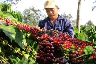Thị trường giá nông sản 1/5: Giá cà phê tăng mạnh, tiêu đi ngang