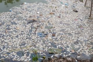 Vĩnh Phúc: Cá chết trắng sông, nghi do bị xả thải của nhà máy