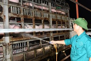Nhập gần 2 triệu con lợn sống từ Thái Lan về Việt Nam