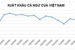 Xuất khẩu cá ngừ tiếp tục giảm do ảnh hưởng bởi COVID-19