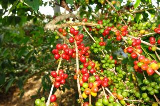 Thị trường giá nông sản ngày 28/6: Cuối tuần, giá cà phê và giá tiêu ảm đảm