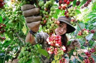 Thị trường nông sản ngày 8/7: Đang phục hồi đà tăng