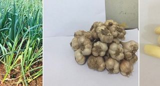 Bảo hộ Chỉ dẫn địa lý “An Thịnh” cho sản phẩm tỏi