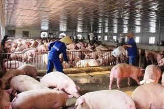 Bỏ mặc cam kết hạ giá thịt lợn, một số doanh nghiệp chăn nuôi lớn tăng giá ăn lãi đậm