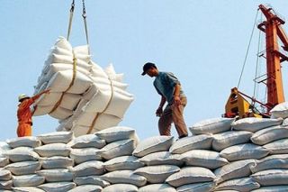 Giá lúa gạo ngày 30/7: Tiếp tục tăng giá