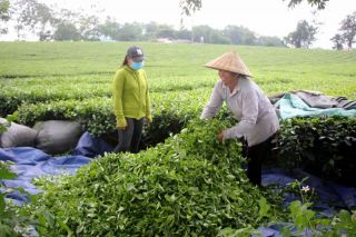 Sản xuất chè hữu cơ: Nâng cao giá trị gia tăng và phát triển bền vững
