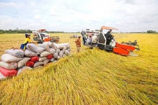Giá gạo xuất khẩu của Việt Nam lại vượt Thái Lan