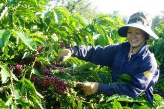 Thị trường giá nông sản 23/8: Giá cà phê tăng, tiêu đi ngang
