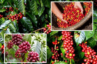 Thị trường giá nông sản ngày 3/9: Giá cà phê tăng, tiêu đi ngang