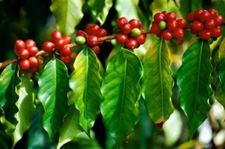 Thị trường nông sản ngày 3/10: Giá cà phê đi ngang, tiêu vượt mức 51.000 đồng/kg