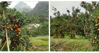 Bảo hộ Chỉ dẫn địa lý “Hàm Yên” cho sản phẩm quả cam sành