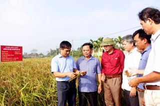 Công bố nhãn hiệu chứng nhận sản phẩm "Nếp hạt cau Ninh Bình"