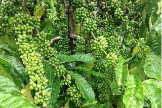 Thị trường nông sản ngày 3/12: Giá tiêu tăng, cà phê giảm