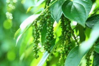Thị trường giá nông sản ngày 31/12: Giá tiêu tăng, cà phê giảm nhẹ trong phiên cuối năm