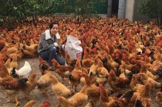 Thanh Hóa: Công bố hết dịch tả lợn châu Phi