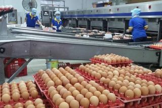 Bộ Công Thương công bố hạn ngạch thuế quan nhập khẩu muối, trứng gia cầm năm 2021