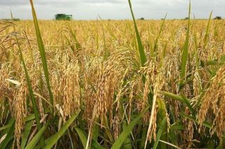 Giá lúa gạo ngày 14/1: Duy trì mức ổn định