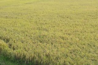 Giá lúa gạo ngày 17/1: Tiếp tục xu hướng đi ngang
