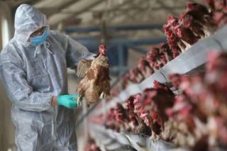 Cảnh giác lây nhiễm cúm A (H5N8) từ gia cầm sang người