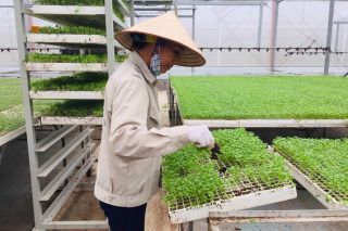 Ứng dụng hiệu quả tiến bộ khoa học kỹ thuật trong trồng trọt