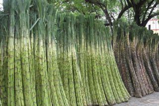 Áp thuế chống bán phá giá đường từ Thái Lan, cơ hội cho ngành mía đường Việt Nam