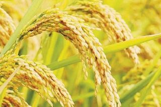 Giá lúa gạo 21/4: Đồng loạt giảm 200 đồng/kg, giá xuất khẩu đi ngang