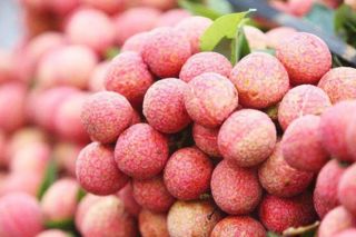 Bắc Giang: 5 doanh nghiệp thu mua, xuất khẩu vải thiều sang thị trường Nhật Bản