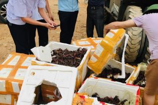 Tăng cường ngăn chặn, xử lý buôn lậu, vận chuyển trái phép động vật thủy sản từ nước ngoài vào Việt Nam