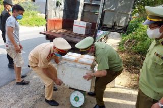 Quản lý thị trường tỉnh Phú Thọ: Ngăn chặn trên 100 kg lòng lợn đã bốc mùi hôi thối