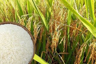 Giá lúa gạo ngày 9/6: Ổn định sau chuỗi ngày giảm sâu