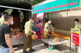 Cục QLTT Lạng Sơn: Chung tay hỗ trợ tiêu thụ vải thiều địa phương vùng dịch