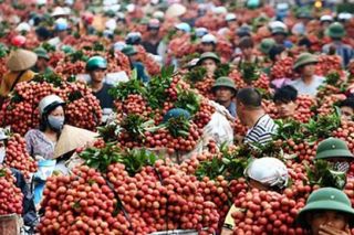 Bắc Giang: Bài học thành công tiêu thụ vải thiều trong mùa Covid