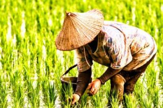 Thành lập Trung tâm Hỗ trợ nông dân tỉnh Thanh Hóa