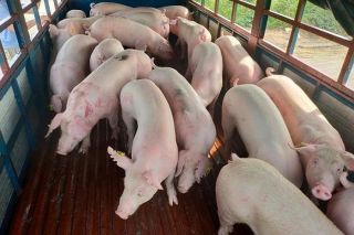 Giá heo hơi ngày 21/7: Tiếp tục điều chỉnh giảm tại ba miền