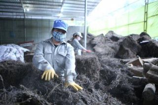 Lạng Sơn: Tăng cường kết nối tiêu thụ sản phẩm Thạch đen