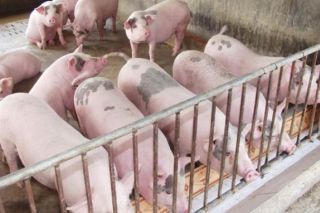 Giá heo hơi ngày 29/9: Giảm nhẹ tại một số địa phương