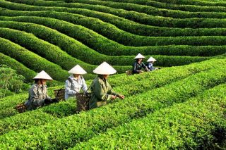 Việt Nam là thị trường cung cấp chè lớn thứ 5 cho Nga