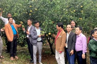 Tuyên Quang: Tập huấn kiến thức sản xuất nông nghiệp theo tiêu chuẩn VietGAP và hữu cơ