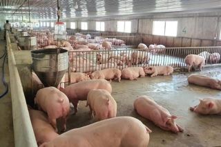 Giá heo hơi ngày 5/11: Nhiều tỉnh thành điều chỉnh giảm 1.000 - 2.000 đồng/kg