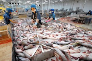 Xuất khẩu cá tra sang ASEAN sụt giảm
