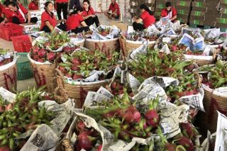Trung Quốc tạm dừng nhập khẩu thanh long từ Việt Nam