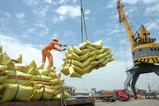 Sửa quy định về chứng nhận chủng loại gạo thơm xuất khẩu sang Liên minh Châu Âu
