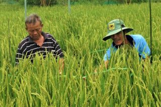 Cà Mau lên phương án sử dụng phân bón tiết kiệm, cân đối và hiệu quả