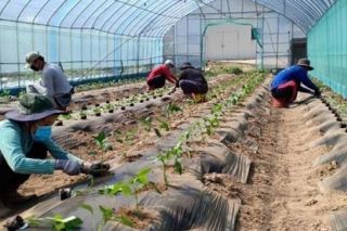 Cảnh báo lừa đảo lao động đi làm việc thời vụ tại Hàn Quốc