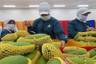 Nâng cao chất lượng xoài để gia tăng thị phần xuất khẩu