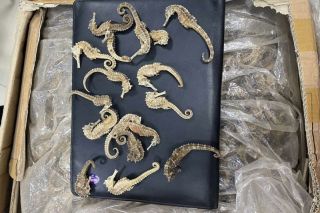 Phát hiện 58,74 kg cá ngựa thuộc Phụ lục II Danh mục Cites
